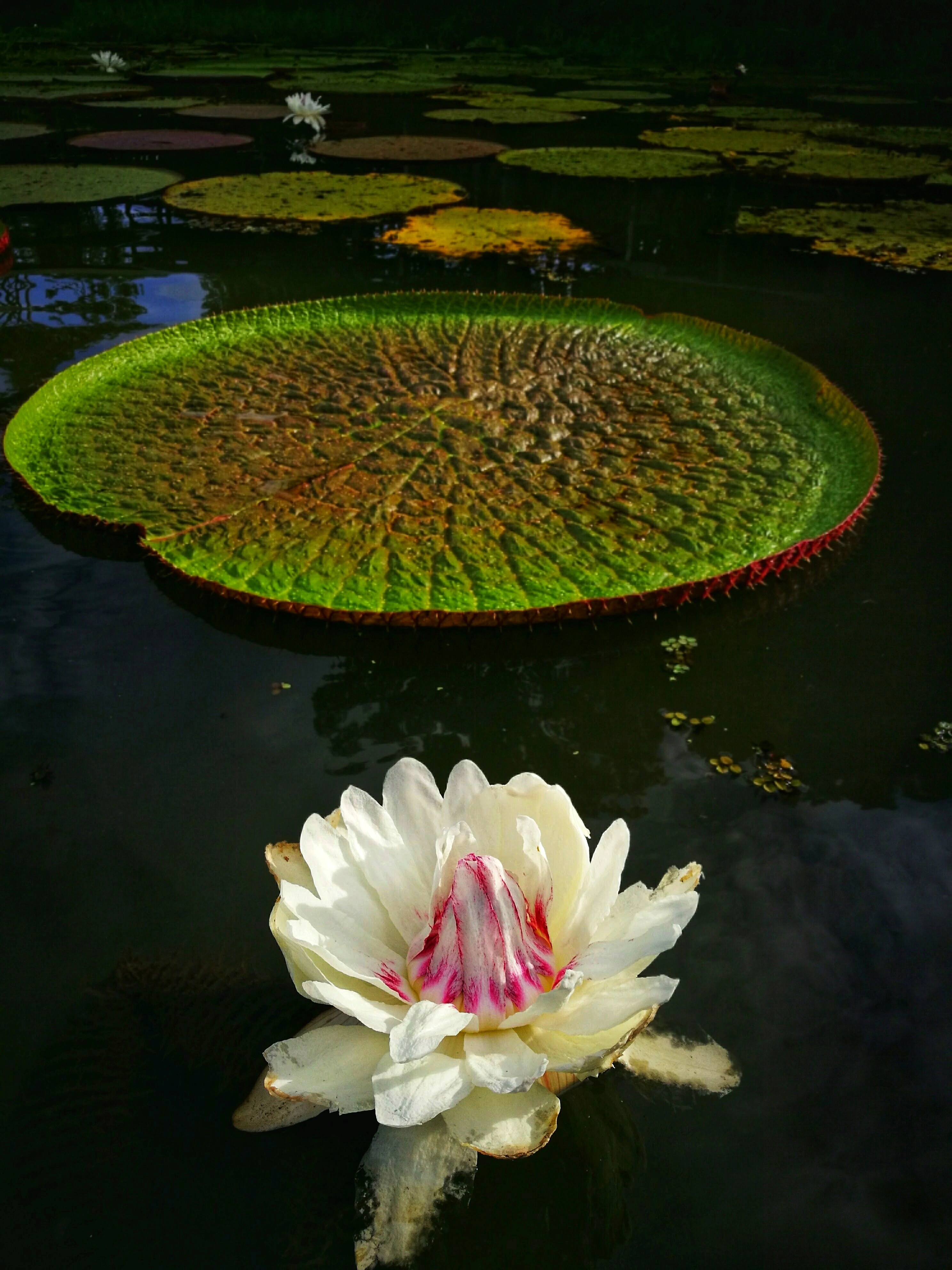 TOUR KAYAK + RESERVA FLOR DE LOTO